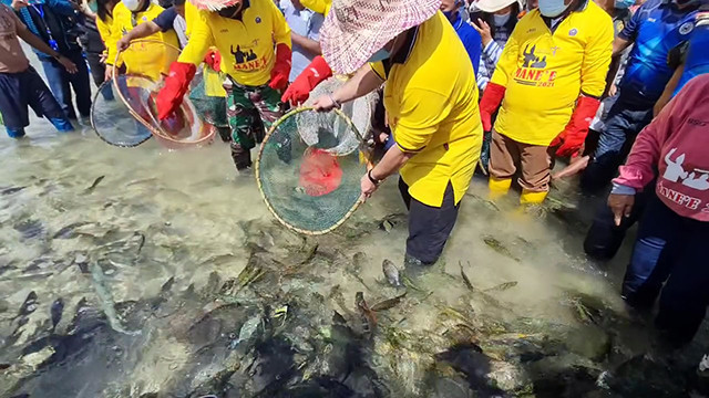 Tradisi Manee di Kabupaten Kepulauan Talaud.