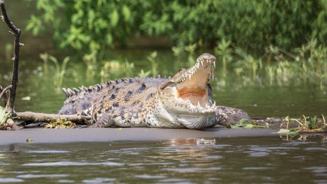 Ilustrasi buaya muara. Foto: Pixabay