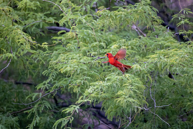 Ilustrasi Makanan Burung Red Siskin. Unsplash/Matt Bango