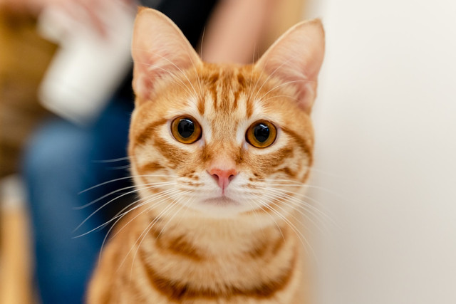 Ilustrasi rekomendasi nama kucing oren, foto: unsplash/Sam Chang