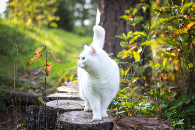 Ilustrasi rekomendasi nama kucing putih, foto: unsplash/Alyona Bogomolova