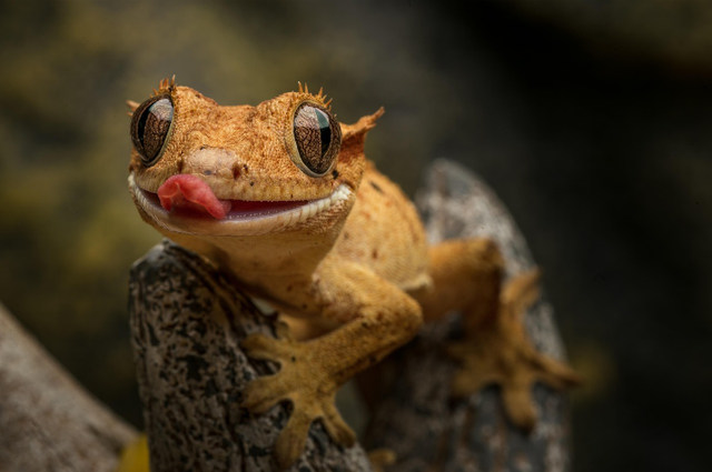 Ilustrasi cecak pecel madiun. Sumber foto: Pixabay/ retepwal