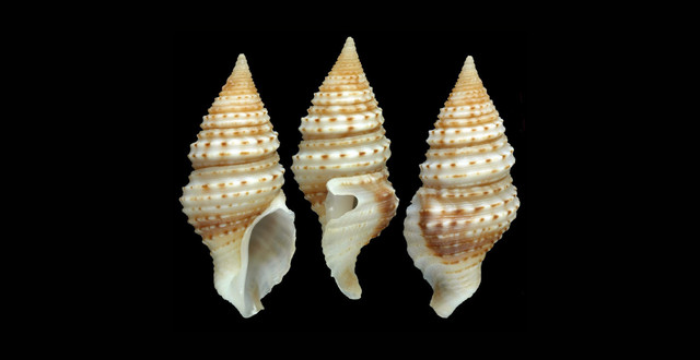 Spesies baru gastropoda laut Turridrupa magnifica. Foto: The Nippon Foundation-Nekton Ocean Census/Peter Stahlschmidt