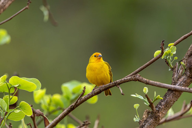 Ilustrasi Rekomendasi Nama Burung Kenari,Foto:Pexels/Jonh Medeiros