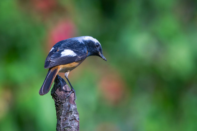 Ilustrasi rekomendasi vitamin burung murai batu, Pexels/Bitnik Gao