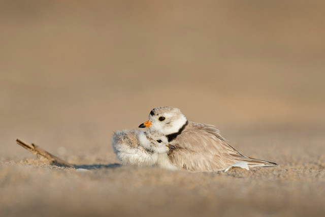 Ilustrasi Cara Burung Melindungi Anaknya dari Hujan, Unsplash/Ray Hennessy