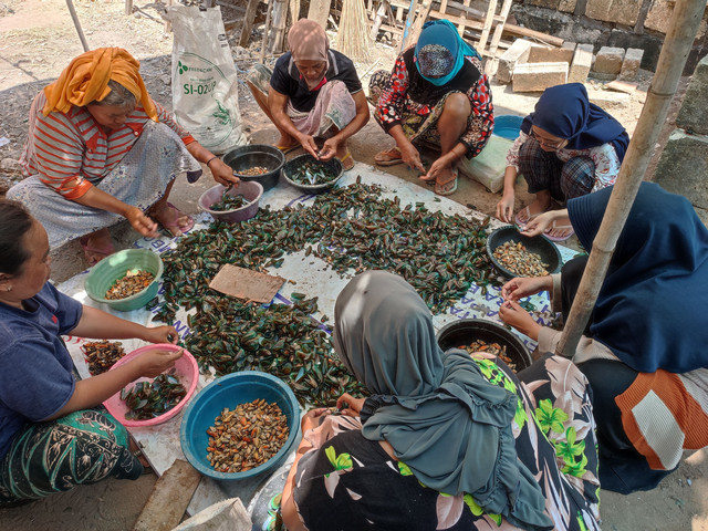 Proses pemisahan daging kerang hijau dari cangkangnya, UMKM berupaya menerapkan prinsip green economy dengan memanfaatkan kembali cangkang kerang sebagai sumber daya yang berkelanjutan. sumber: Dokumentasi Pribadi