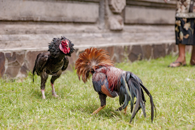 Ilustrasi Sabung Ayam. Foto: The Sukreel/Shutterstock