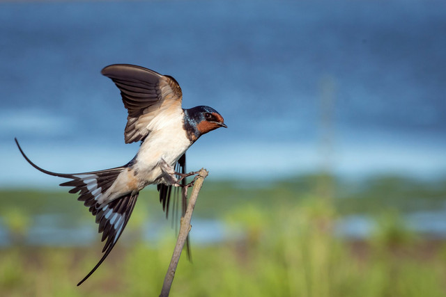 Ilustrasi Cara Mengusir Burung Walet dari Rumah yang Efektif, Unsplash/Vincent van Zalinge