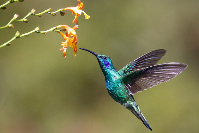 Ilustrasi Penyebab Burung Berak Cair, Foto: Unsplash/James Wainscoat