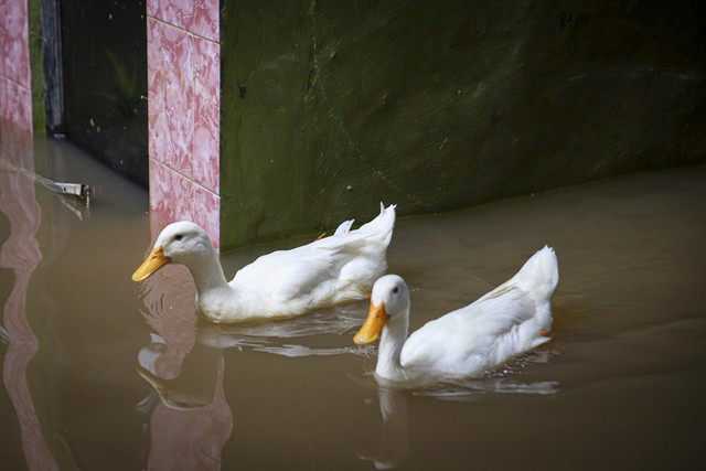 Dua ekor angsa saat dilanda banjir di kawasan Kebon Pala, Kampung Melayu, Jakarta, Selasa (18/3/2025). Foto: Iqbal Firdaus/kumparan