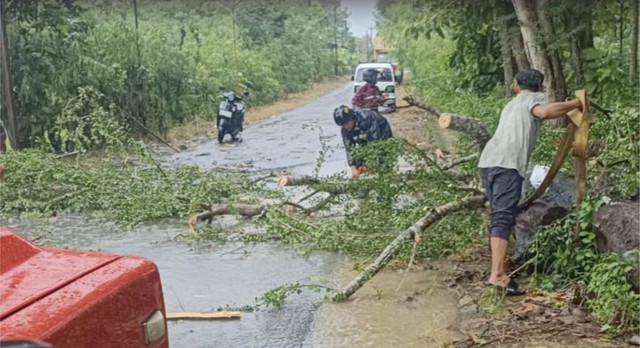 Hujan lebat membuat pohon tumbang. Foto: Dok BPBD DIY