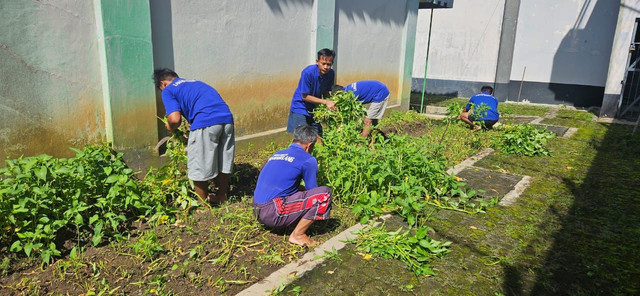 Tim Giatja Lapas Magelang Lakukan Panen Kangkung dari Balik Tembok