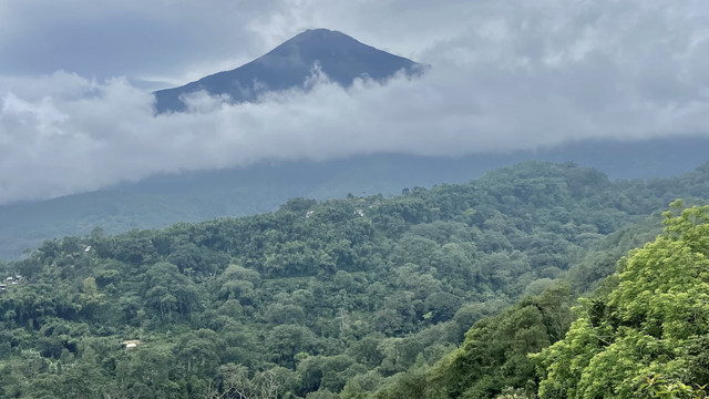 Hutan Kawasan Pacet Di Foto Oleh Penulis Dari Lorokan