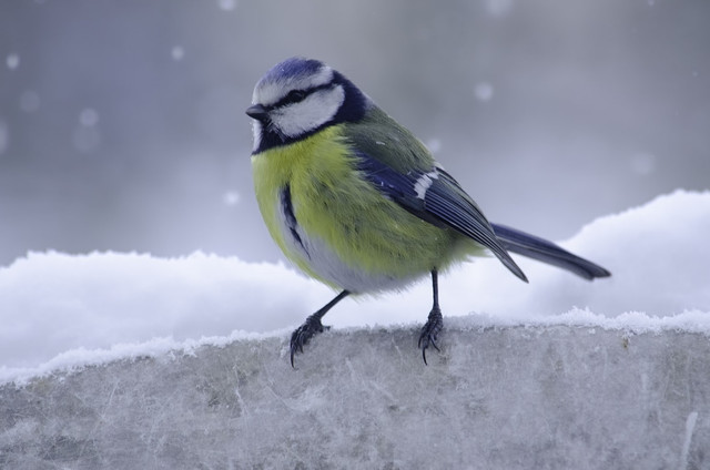 Ilustrasi cara melatih burung parkit free fly, foto: unsplash/REGINE THOLEN