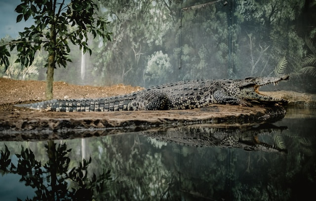 Ilustrasi perbedaan aligator dan buaya. Sumber: unsplash.com/Kyle Nieber