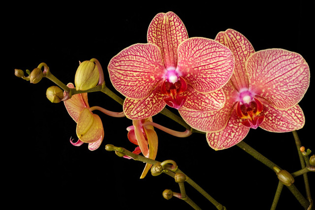 Ilustrasi cara merawat anggrek di pot. Foto: Unsplash/John Wiesenfeld