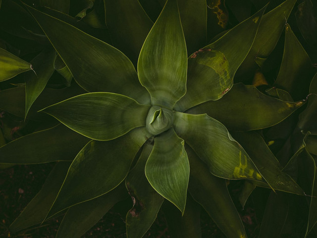 Ilustrasi Cara Mengatasi Kutilang Hidroponik. Unsplash.com/Junel Mujar