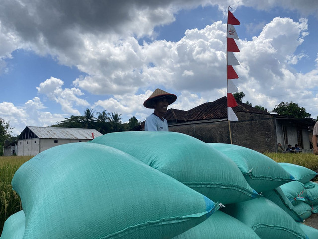Produksi beras di Kabupaten Sleman mengalami surplus. Foto: Resti Damayanti/Pandangan Jogja