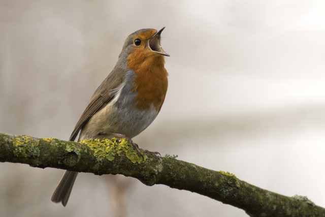 Ilustrasi Cara Menaikan Volume Burung Sogon, Foto: Unsplash/Jan Meeus