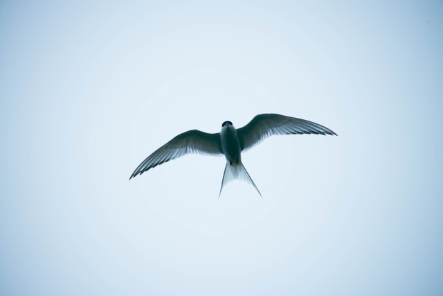 Ilustrasi Cara Burung Walet Membuat Sarang. Foto: Unsplash/Nico Meier