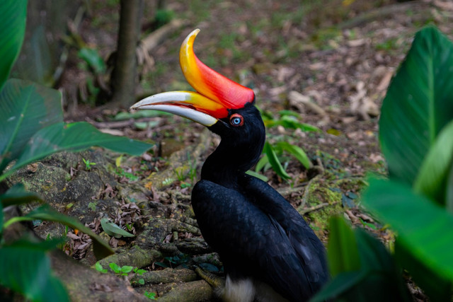 Ilustrasi Cara Burung Rangkong Badak Berkembang Biak, Foto: Unsplash/Mehdi Ben