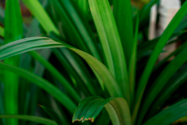 Ilustrasi manfaat rebusan daun pandan. Foto: Unsplash