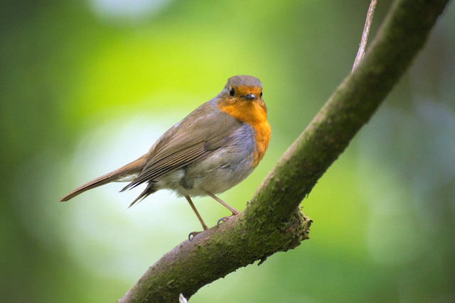 Ilustrasi Manfaat Burung Pipit bagi Lingkungan. Pexels/Pixabay