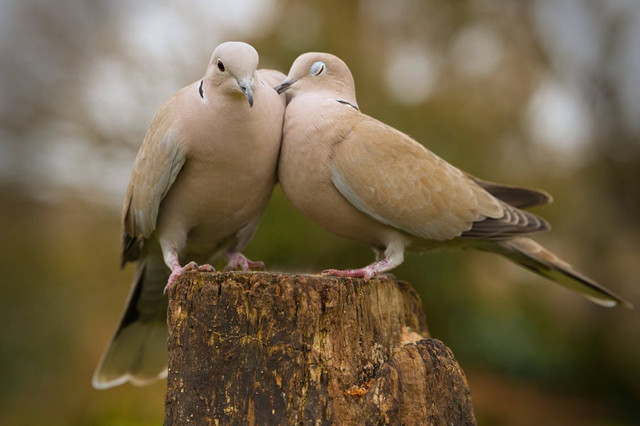 Ilustrasi Penyebab Bulu Burung Puter Rontok. Foto: Pexels/Odd Rune Falch
