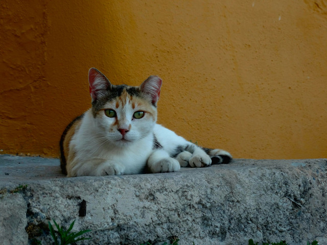 Ilustrasi Mitos Kucing 3 Warna Betina yang Masih Dipercaya hingga Kini, Unsplash/Inês Conceição