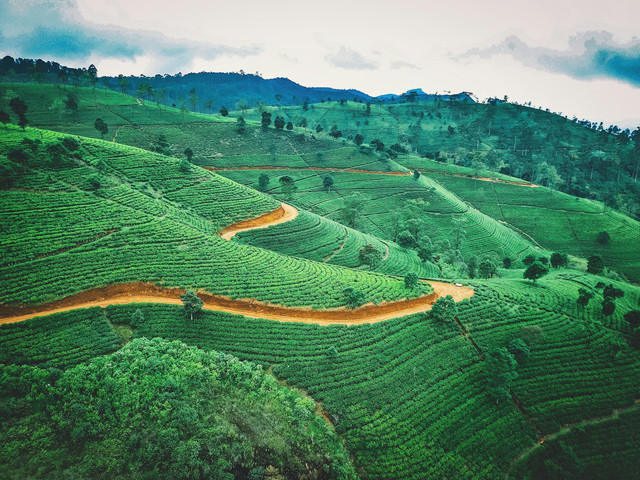 Kebun Teh di Majalengka. Foto hanya sebagai ilustrasi, bukan tempat sebenarnya. Sumber foto: Unsplash-Jerry Kavan