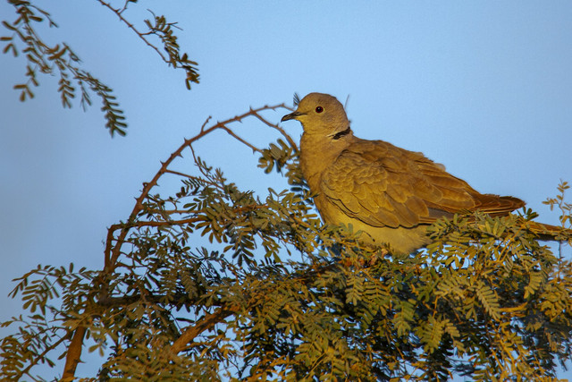 Ilustrasi Cara Memandikan Burung Puter, Foto: Unsplash/Hasan Pasha