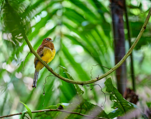 Ilustrasi Penyebab Telur Burung Puter Tidak Menetas, Foto:Unsplash/Zdeněk Macháček