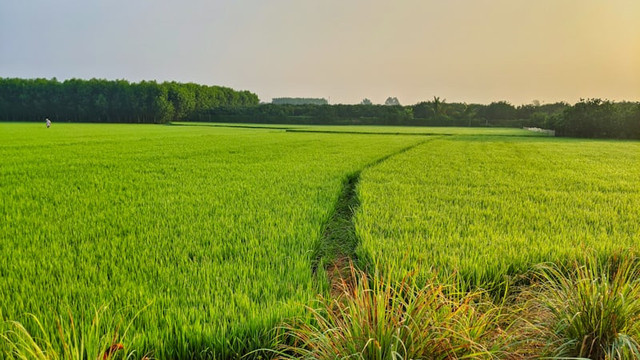 Kajeng Rice Field (Foto hanya ilustrasi, bukan tempat sebenarnya) Sumber: unsplash/ Tam Mai