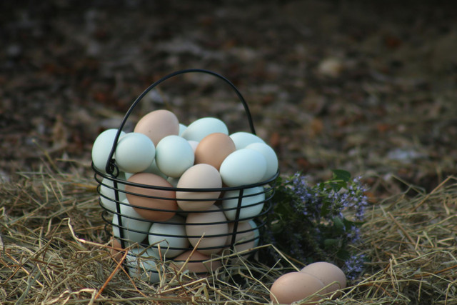 Ilustrasi cara menyimpan telur ayam jantan. Foto: Pexels.com/Sophia Martin