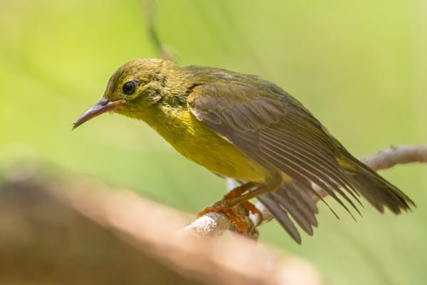 Ilustrasi Manfaat Kroto untuk Burung Sogon yang Perlu Diketahui, Pexels/Erik Karits
