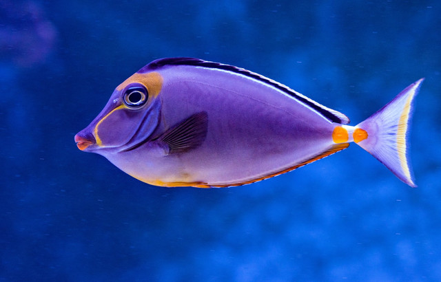 Ilustrasi cara menyimpan ikan tanpa kulkas, foto: unsplash/David Clode