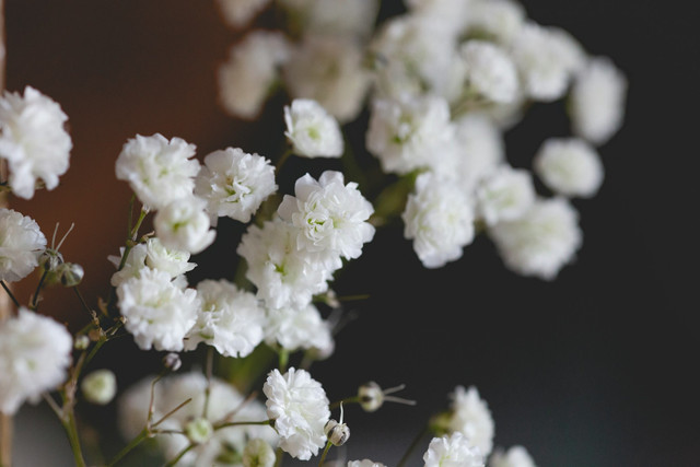 Ilustrasi Bunga Baby Breath Bertahan Berapa Lama? Ini Penjelasannya, Unsplash/Judith Zimmermann