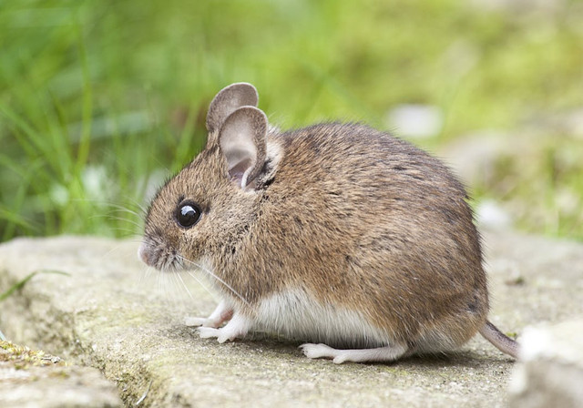 Ilustrasi Apakah Tikus Termasuk Hewan Omnivora. Pexels/Pixabay
