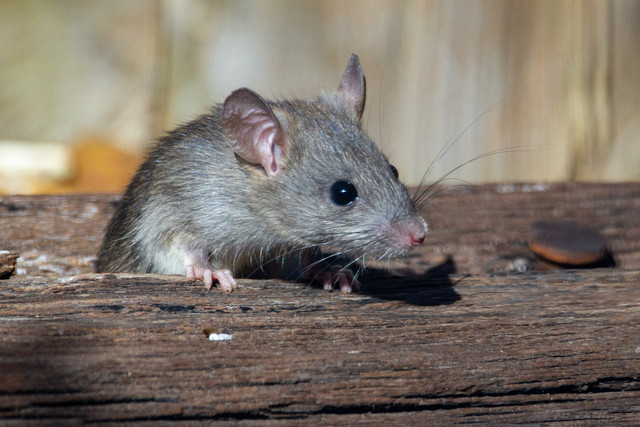 Ilustrasi Ciri-Ciri Tikus Rumah, Foto: Unsplash/Joshua J. Cotten