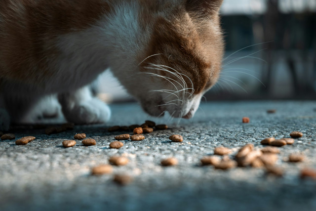 Ilustrasi 5 Rekomendasi Pakan Kucing Terbaik untuk Semua Usia, Unsplash/J DDDD