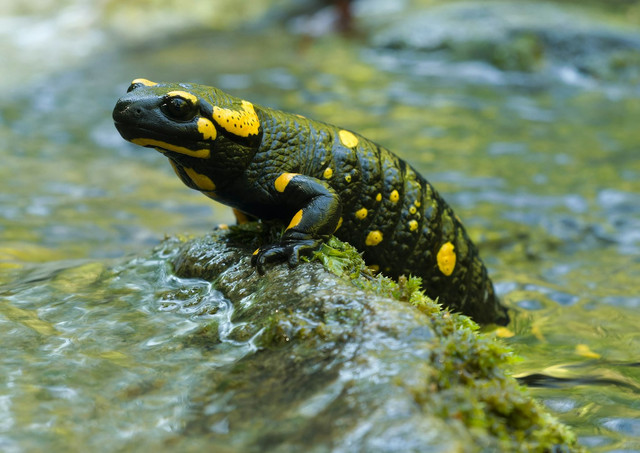 Ilustrasi Misteri Frog Boys. Unsplash.com/iuliu illes