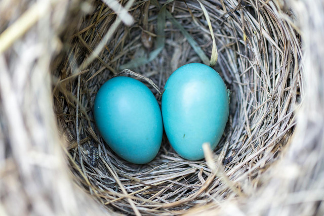 Ilustrasi ciri telur lovebird akan menetas. Foto: Pexels.com/Pixabay
