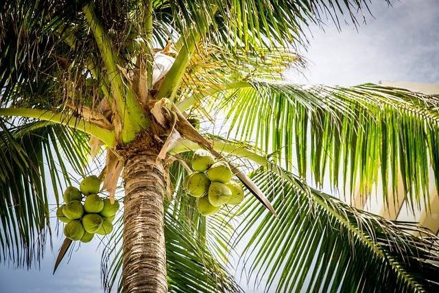 Ilustrasi pohon kelapa. Foto: Pixabay