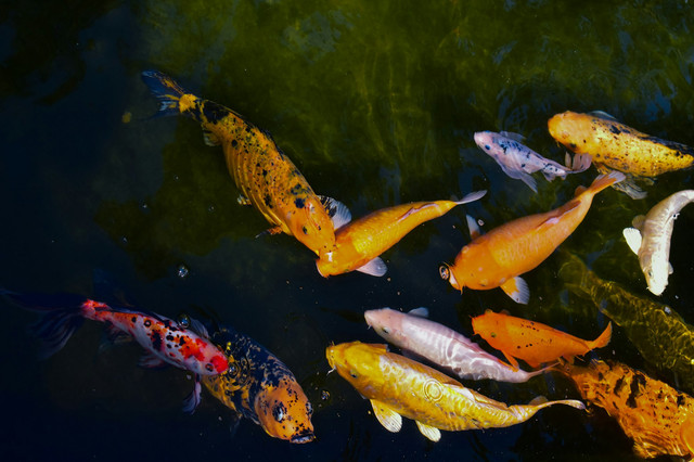 Ilustrasi penyebab pelet ikan tidak mau mengapung. Unsplash/Gabriella Villarreal