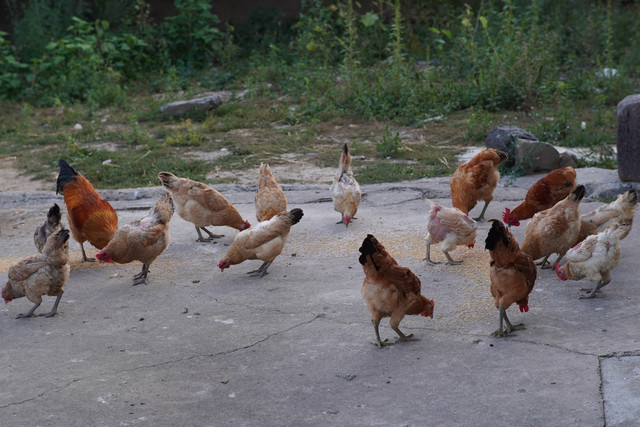 Ilustrasi Rekomendasi Pakan Ayam Pedaging. Unsplash.com/Mr Wang