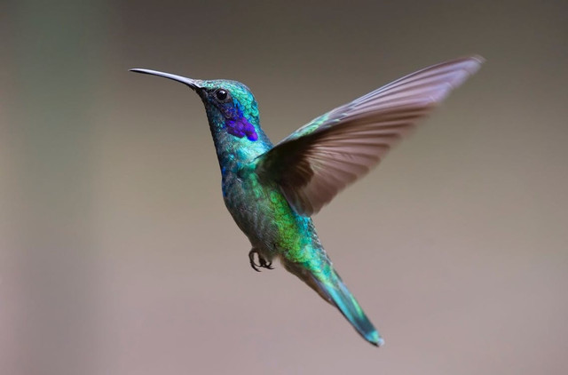 Ilustrasi Manfaat Memelihara Burung Nuri. Pexels/Pixabay