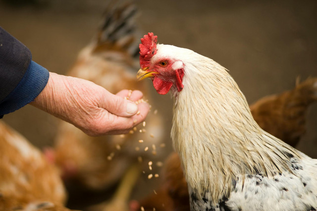Ilustrasi perbedaan pakan basah dan kering untuk ayam. Foto: Pexels.com/Alex P