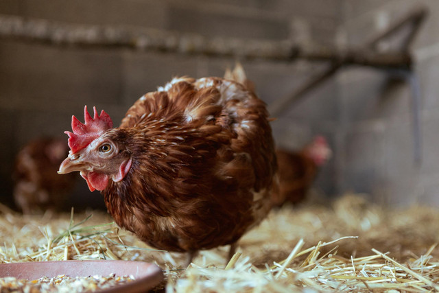Ilustrasi rekomendasi pakan ayam petelur yang bagus. Foto: Pexels.com/Andreas Ebner