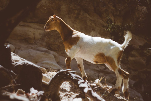 Kambing merupakan salah satu hewan yang dapat disembelih untuk ibadah kurban. Foto: Pexels